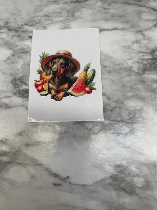 Dachshund